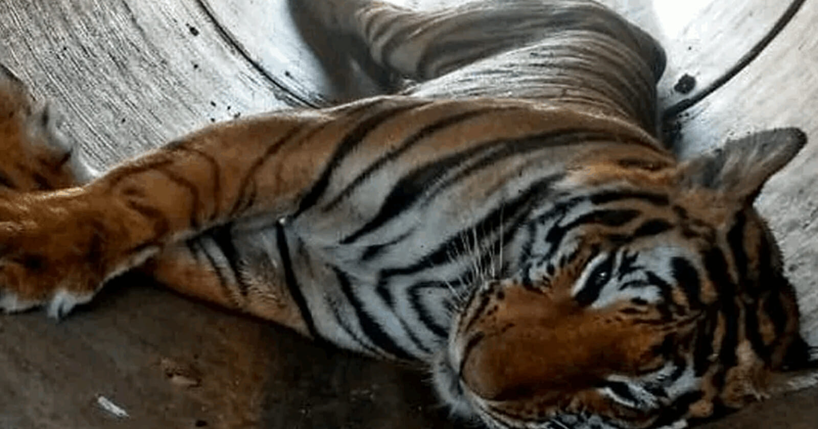 نمر يقتل هنديا وحفيده watanserb.com