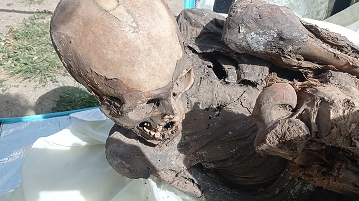 العثور على مومياء عمرها أكثر من 600 عام في حقيبة عامل توصيل watanserb.com