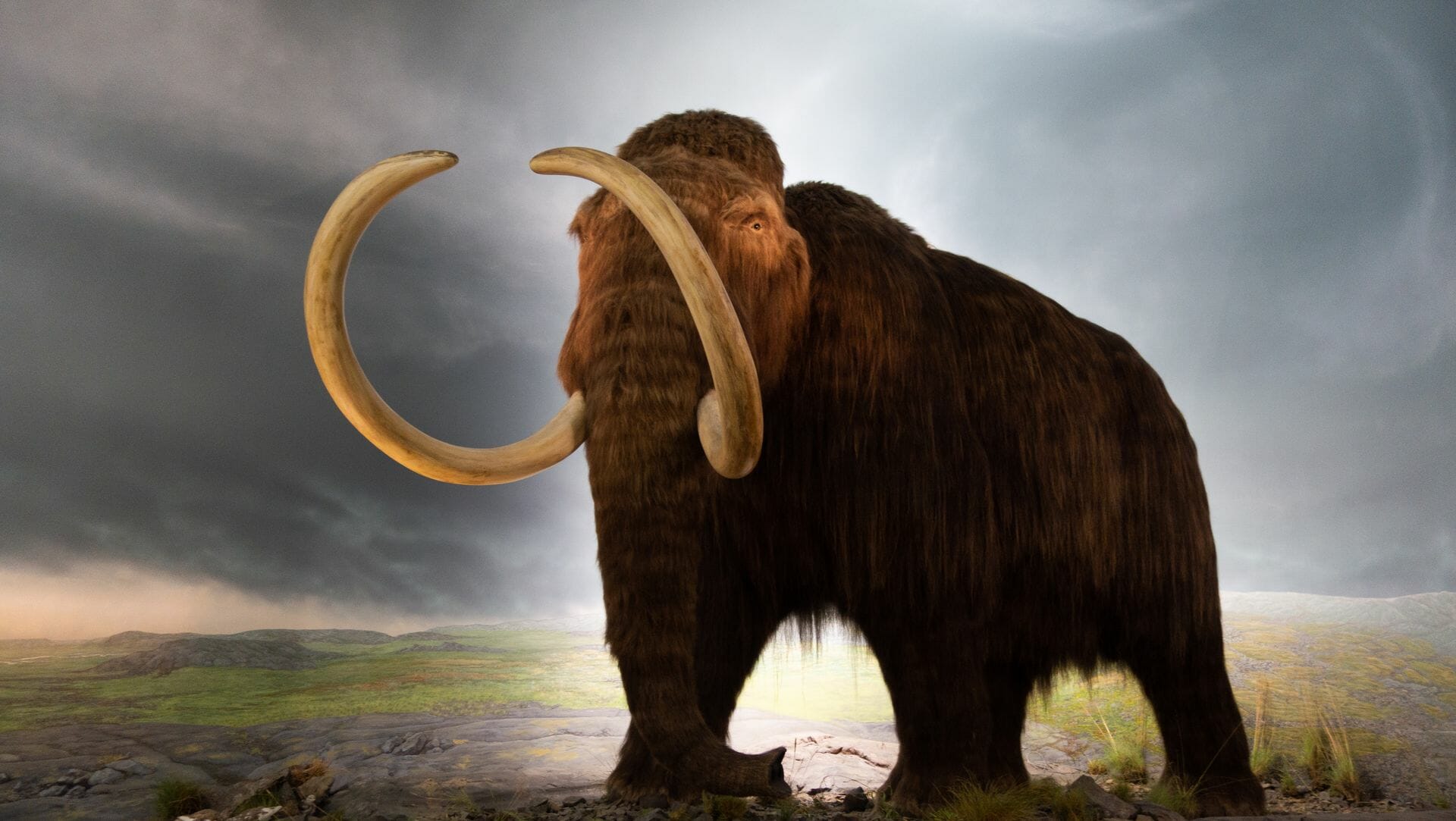 بعد انقراضه قبل 4000 عام..العلماء يعملون على إعادة فيل الماموث الصوفي إلى الحياة watanserb.com
