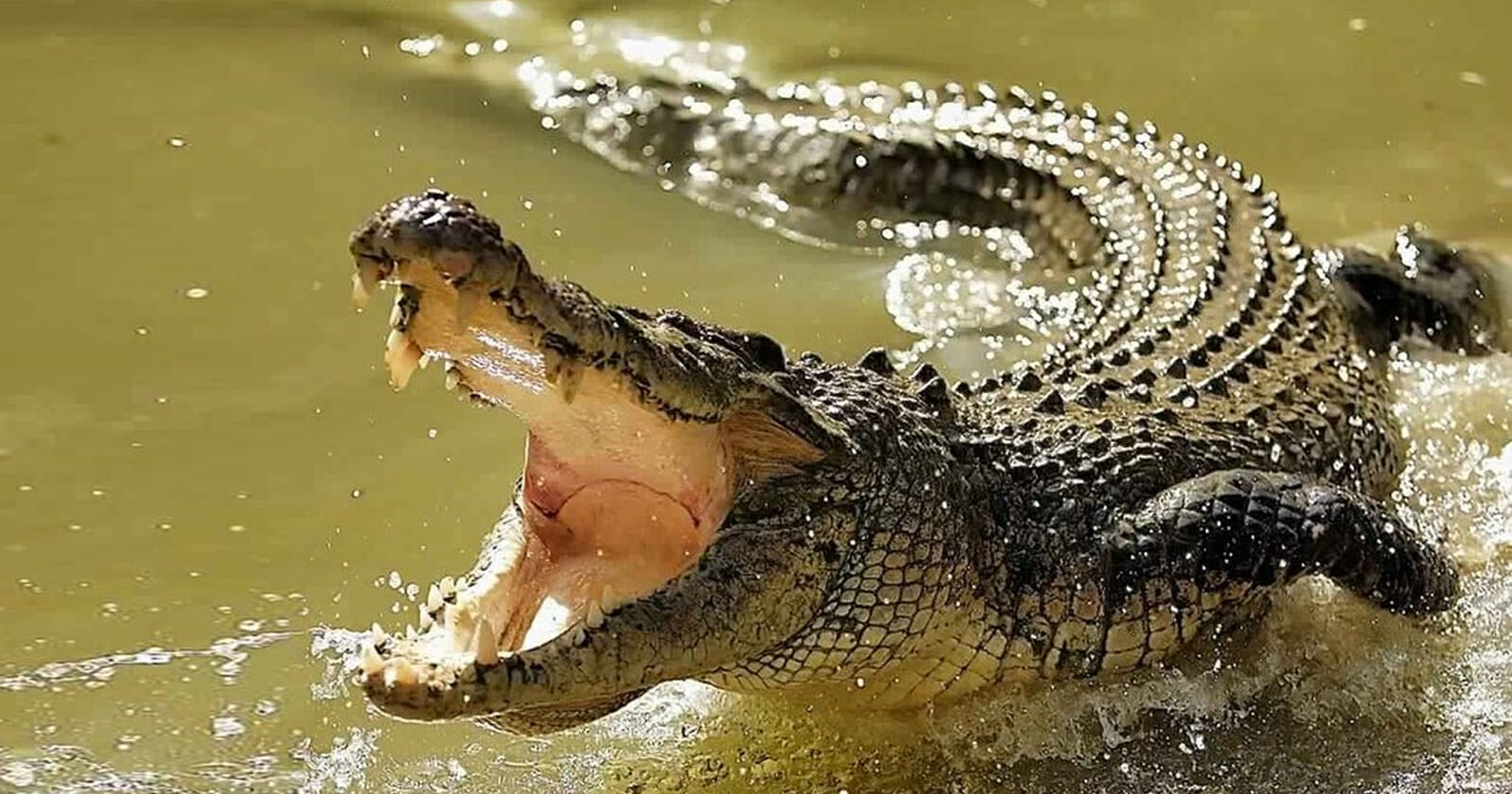 تمساح ضخم يهرب من فريسته watanserb.com