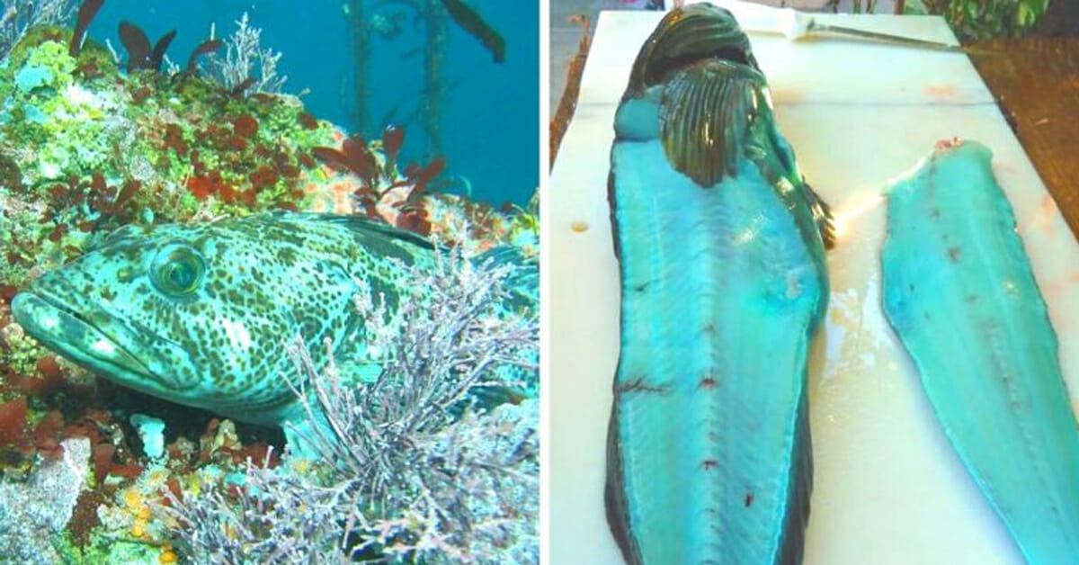 بالصور..سمكة لحمها أزرق اللون حيّرت العلماء ولم يجدوا لها أي تفسير watanserb.com