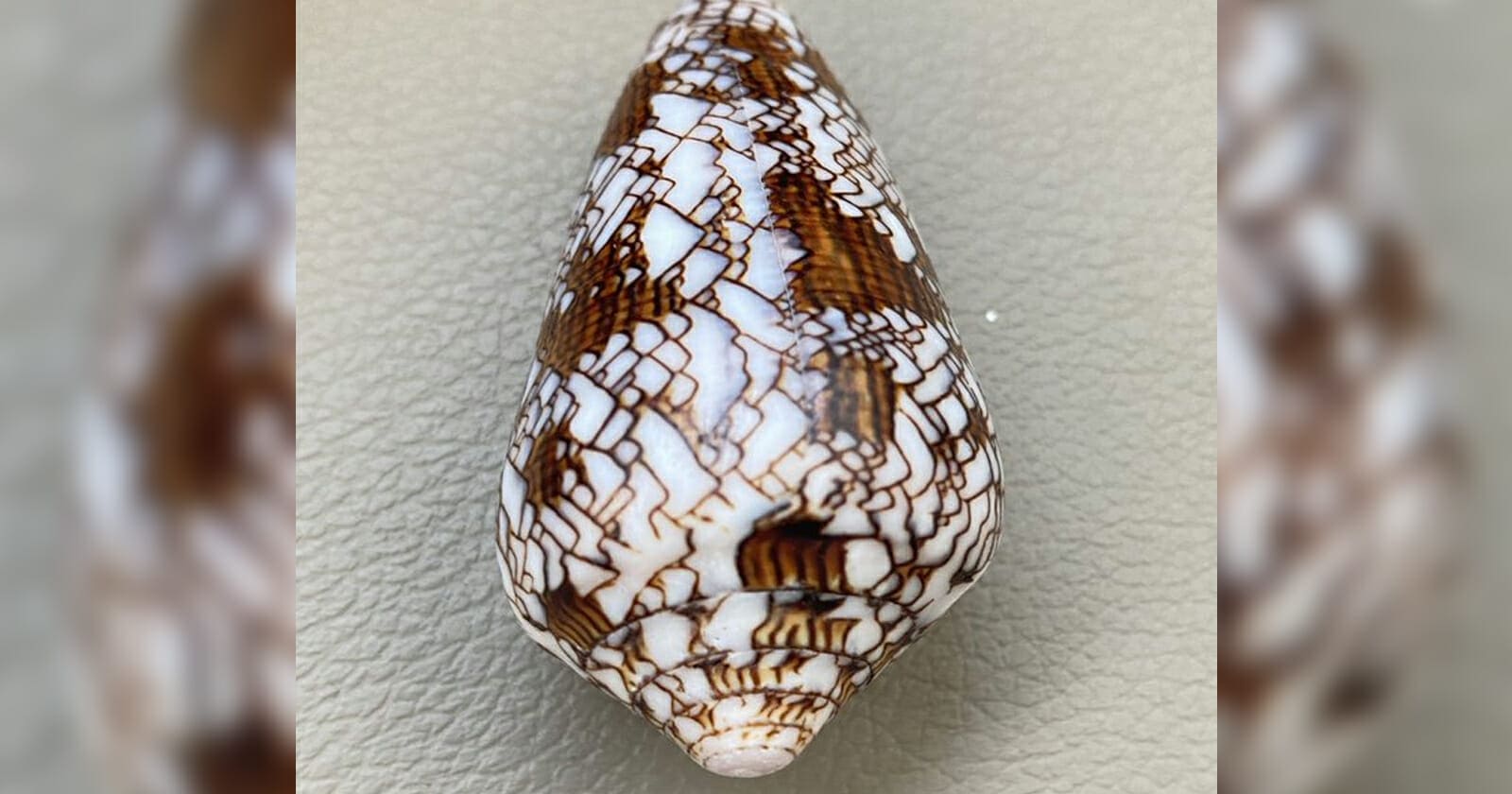 صدفة نادرة في سلطنة عمان watanserb.com