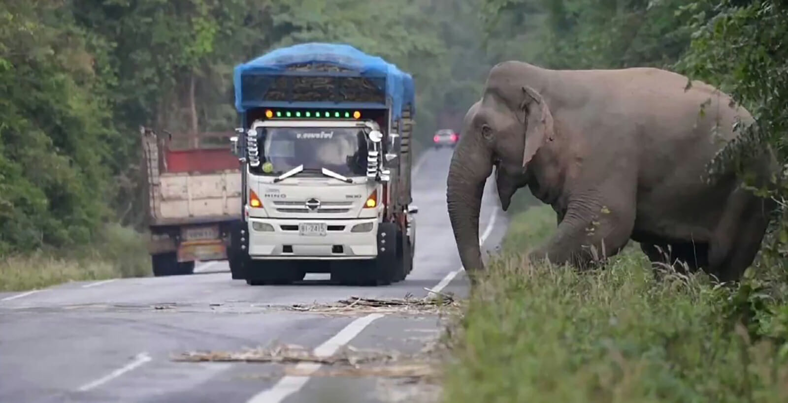 فيل يوقف شاحنة قصب سكر watanserb.com