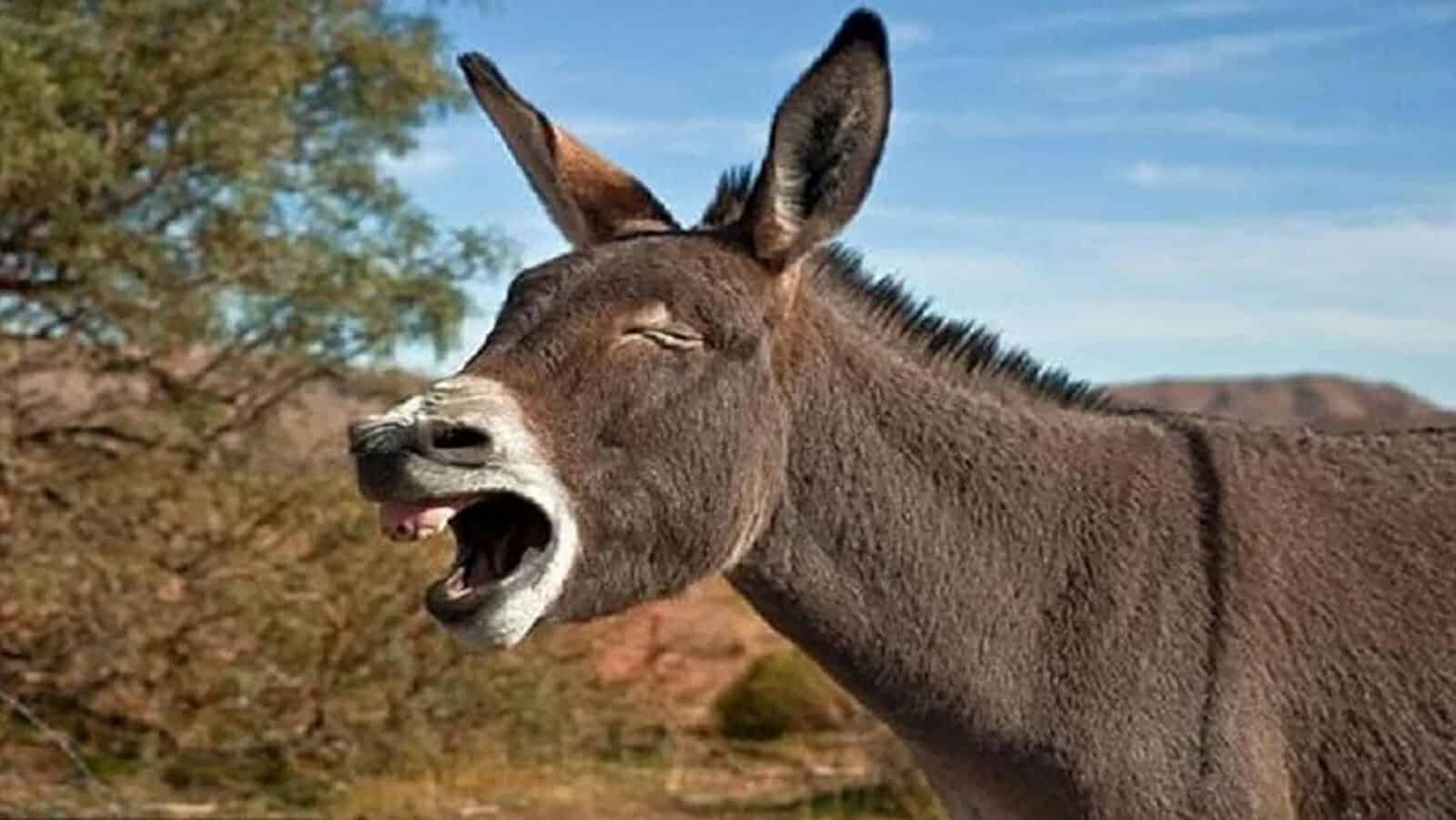 بيع لحوم الحمير في الجزائر watanserb.com