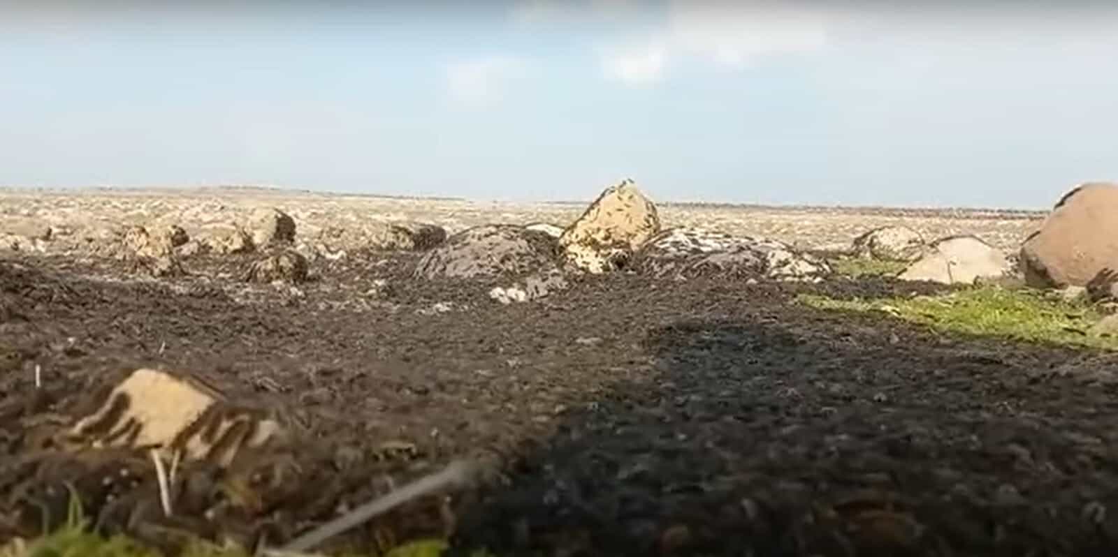 يرقات سوداء بعد زلزال تركيا watanserb.com