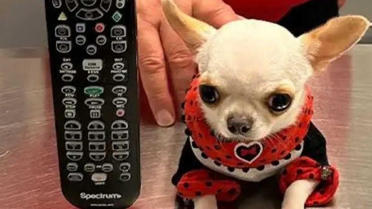 أصغر كلب في العالم watanserb.com