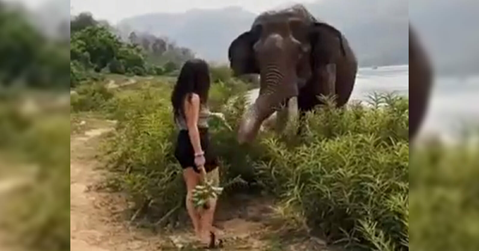 الفيل انتقم من المرأة بعدما خدعته watanserb.com