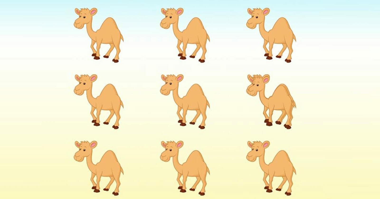 تحديد عدد الإبل في 5 ثوانٍ (اللغز الذهني) watanserb.com