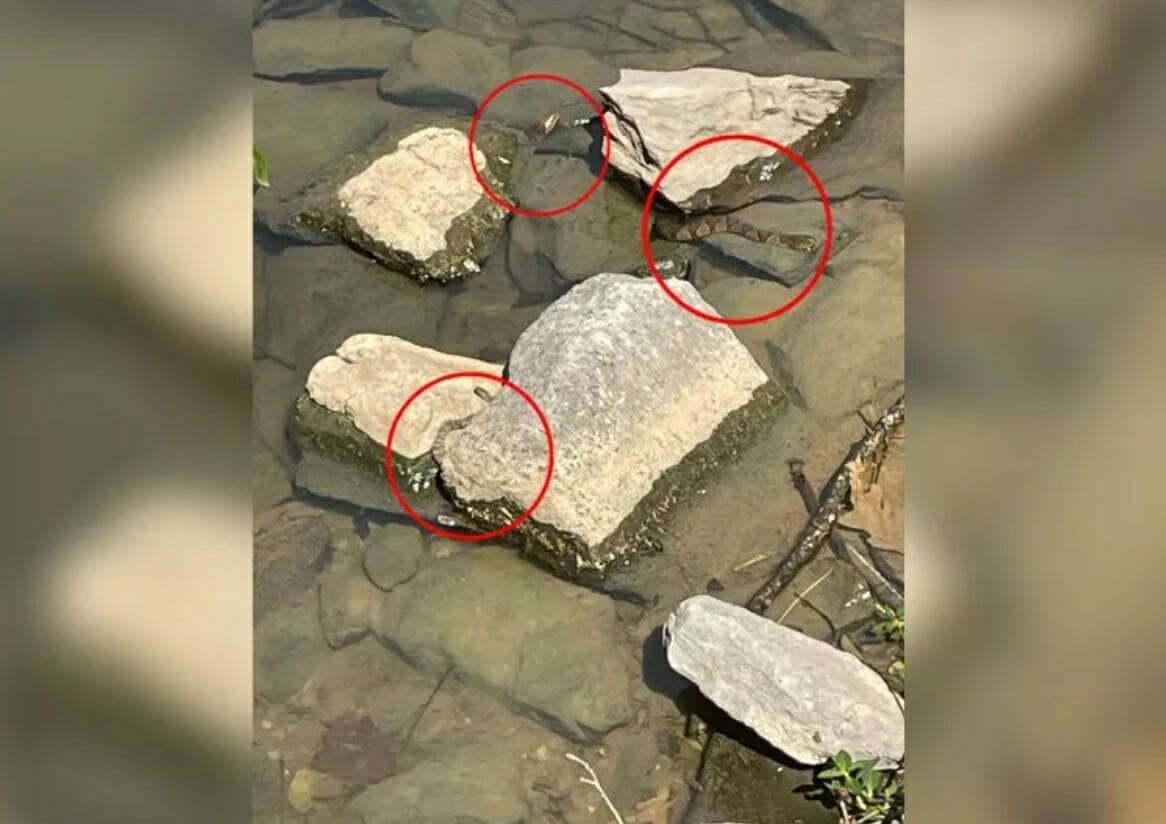 موقع الثعابين الثلاثة في صورة الوهم البصري مشار إليها بدائرة حمراء توضح مكانها