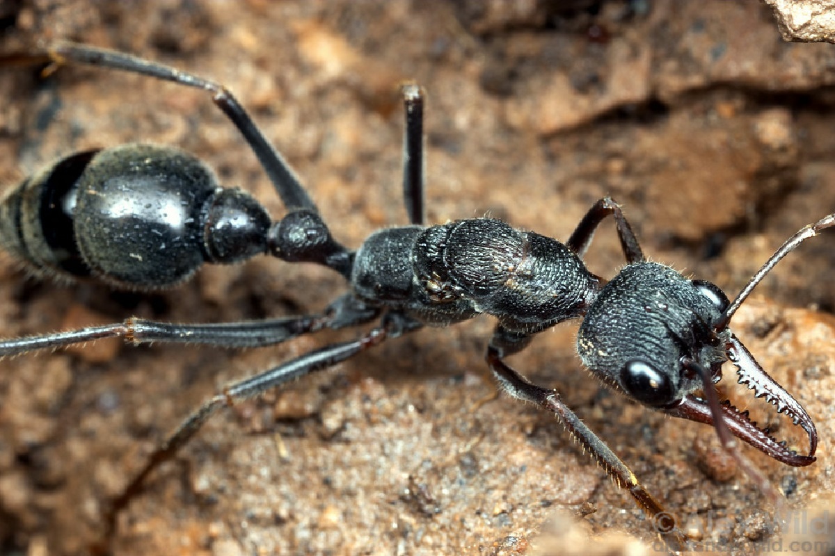 أنواع النمل المتعددة watanserb.com