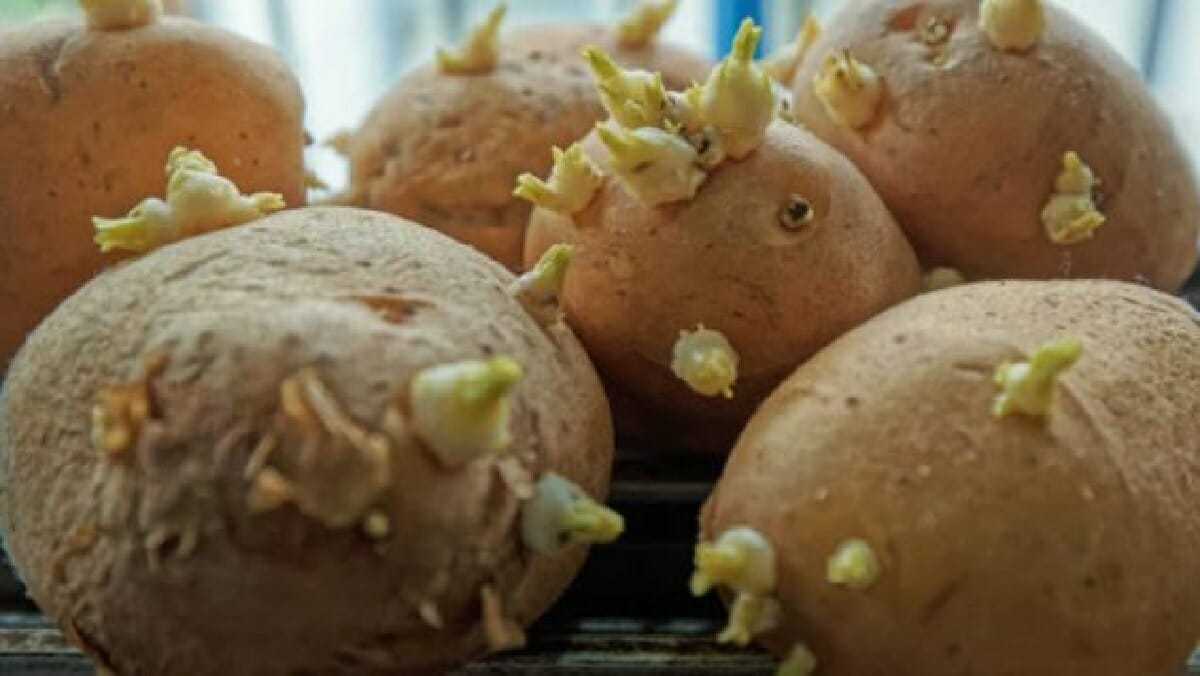 البطاطس ذات البراعم watanserb.com
