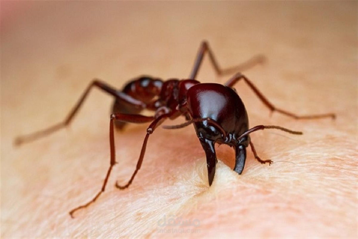 النمل سيافو موجود في غرب أفريقيا