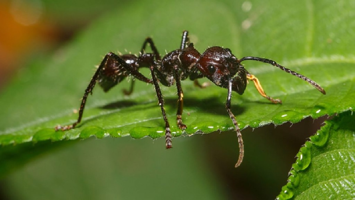 نملة الرصاصة أكبر أنواع النمل في العالم