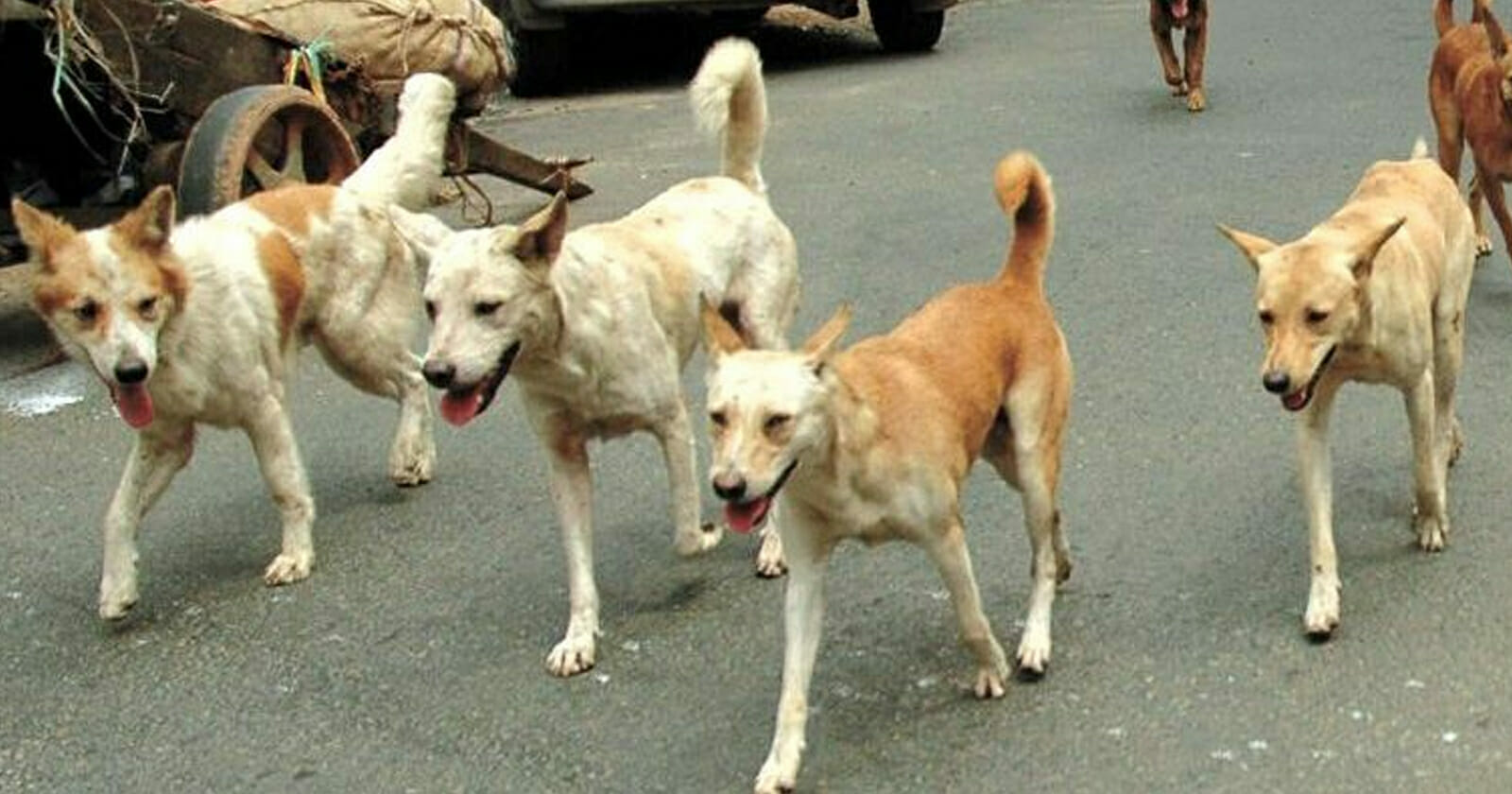 كلاب ضالة تقطع طريق طفلة سعودية watanserb.com