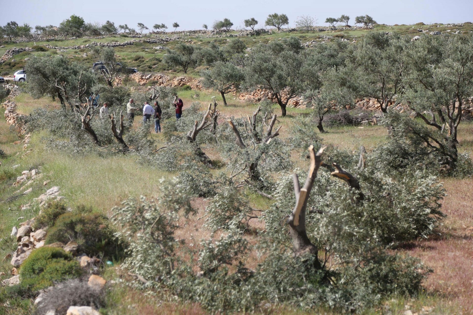 اعتداءات المستوطنين على الأراضي في الضفة الغربية watanserb.com
