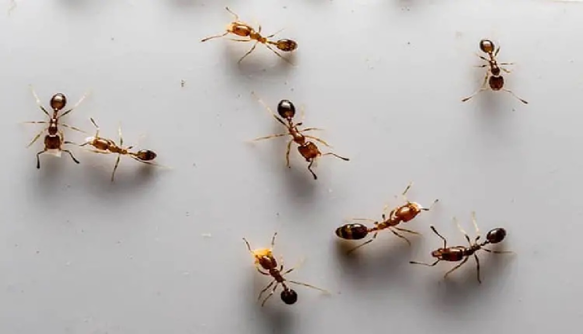 هذا النوع من النمل من بين أخطر الأنواع على وجه الأرض
