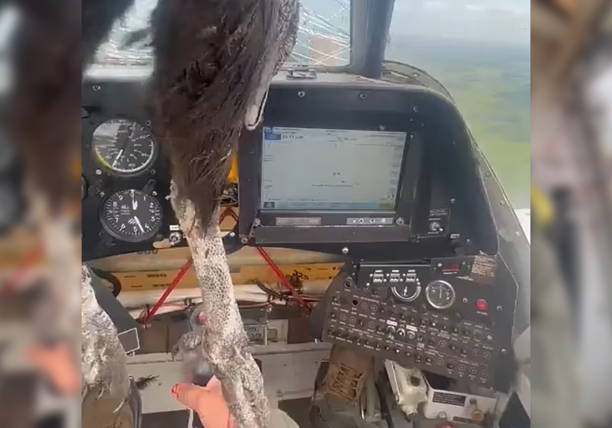 طائر ضخم يقتحم قمرة قيادة طائرة في الجو