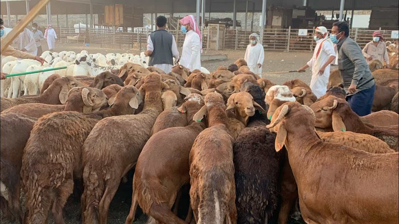 الخروف السواكني يكتسح الأسواق السعودية