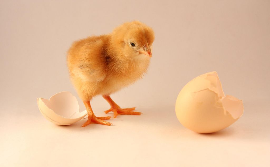 الدجاجة قبل أم البيضة