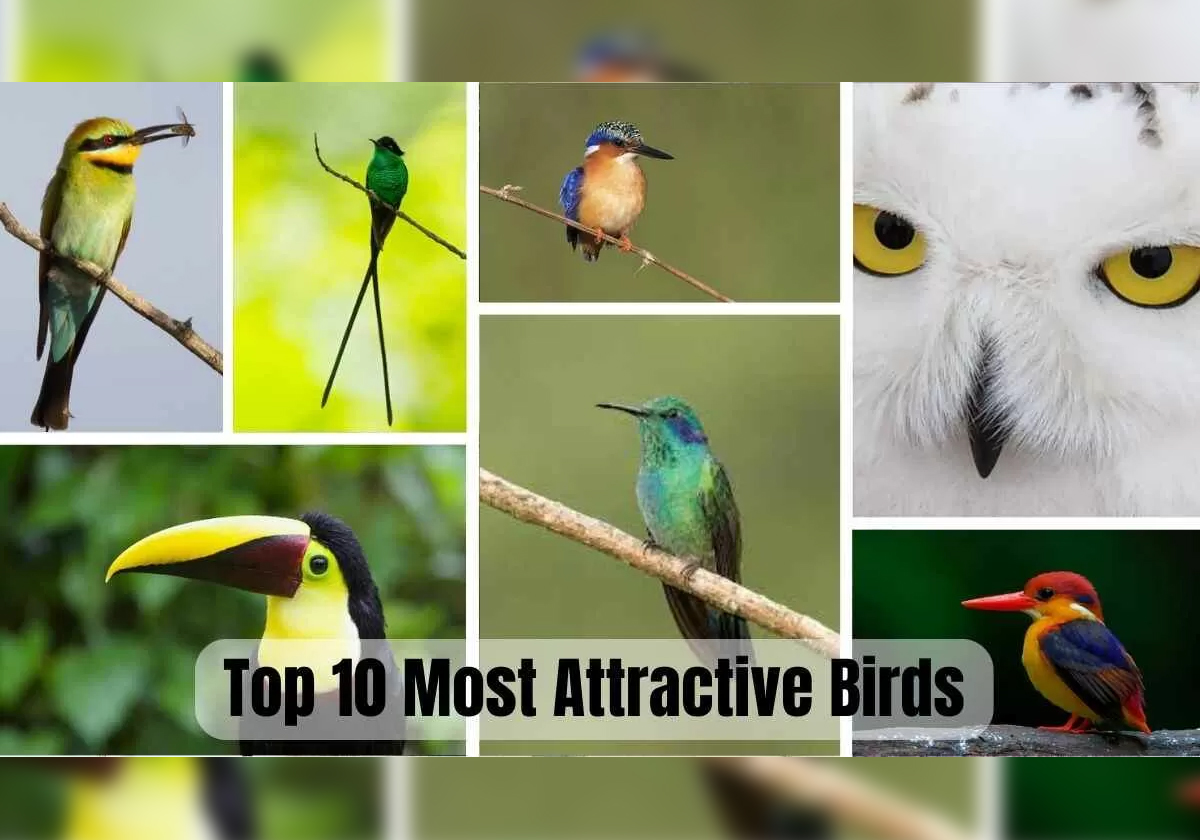 بينها "الطائر السفاح".. شاهد أفضل 10 طيور جاذبية في العالم