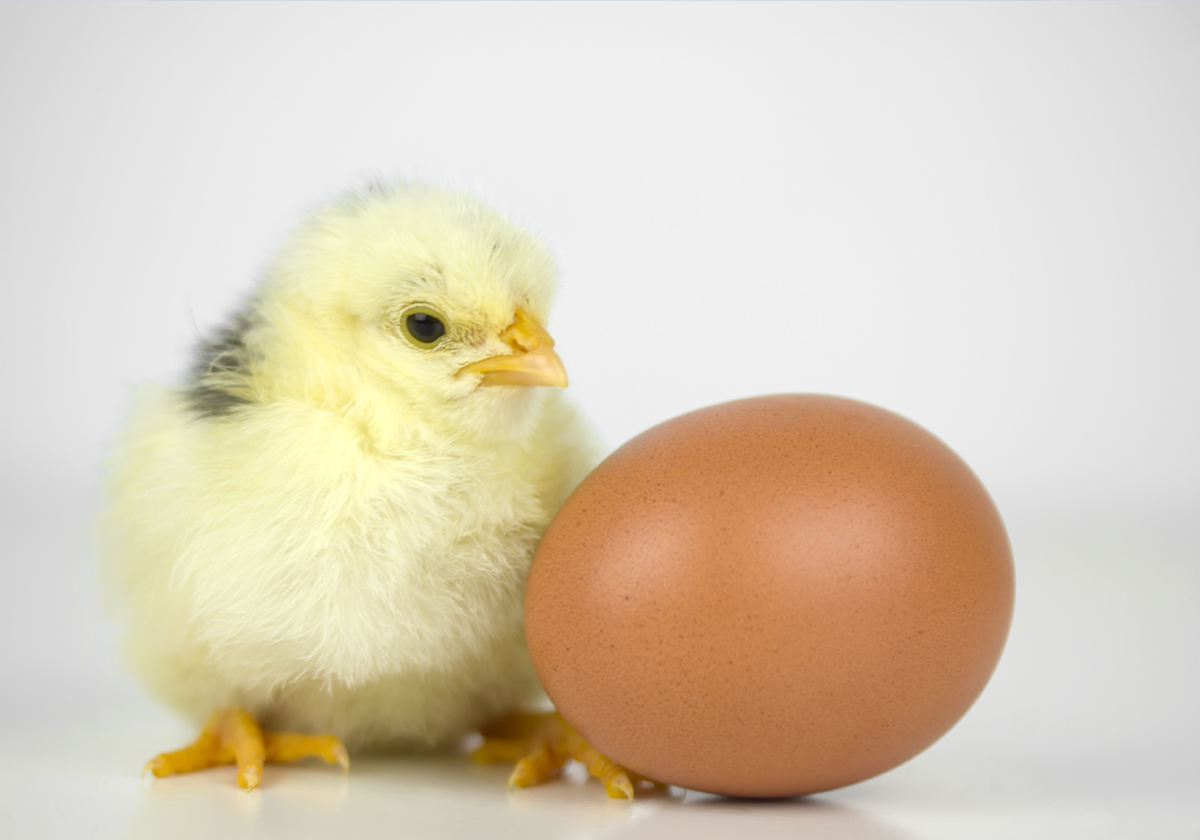 البيضة أولا أم الدجاجة؟.. أخيرا حسم العلم إجابة السؤال المحير