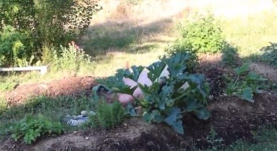 الجنس البيئي