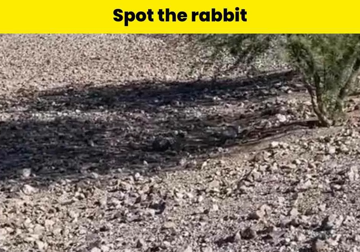 أنت من أحد الناس بصرا إذا أمكنك رصد الأرنب المختبئ في الصورة