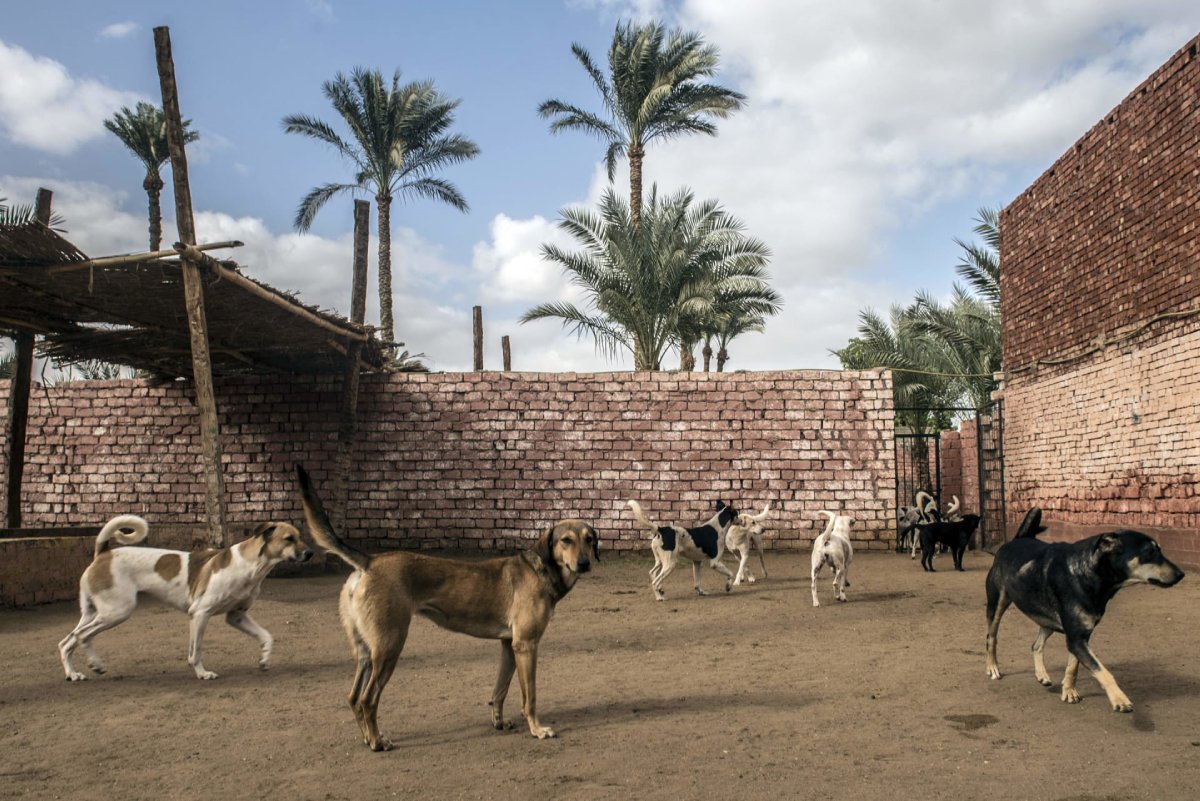 قانون حيازة الحيوانات والكلاب الخطرة في مصر