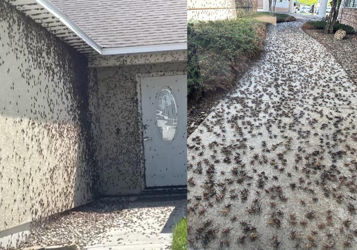 ملايين الصراصير والحشرات تجتاح مدينة أمريكية