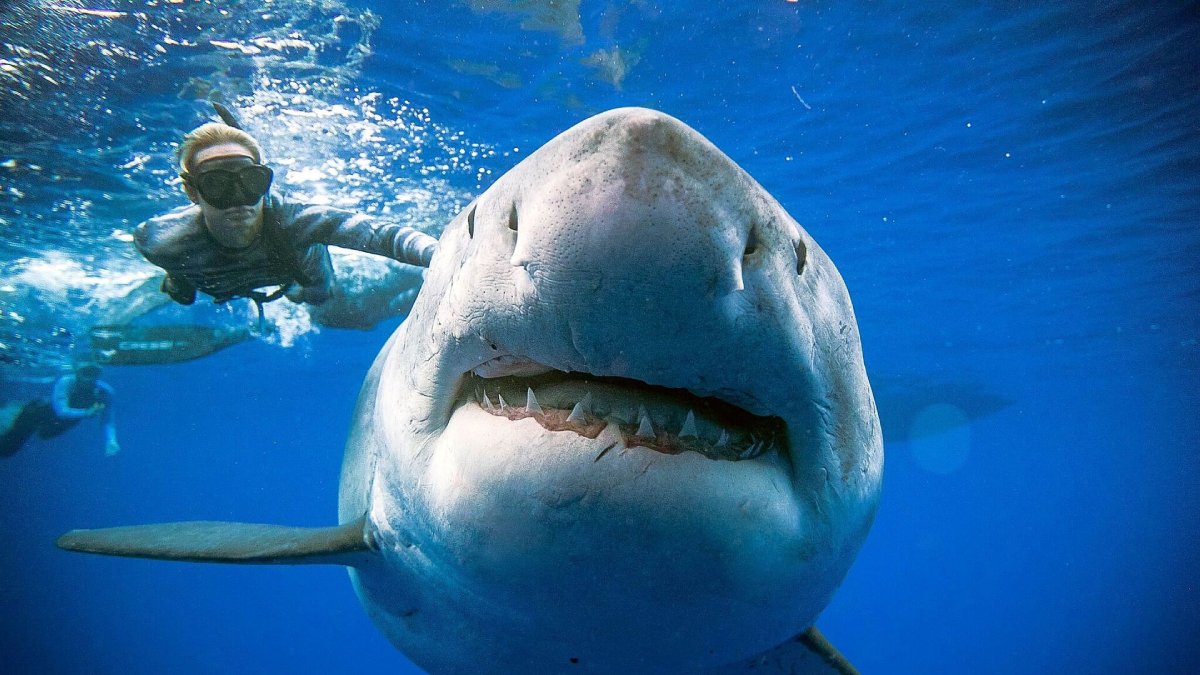 هجوم اسماك القرش على البشر