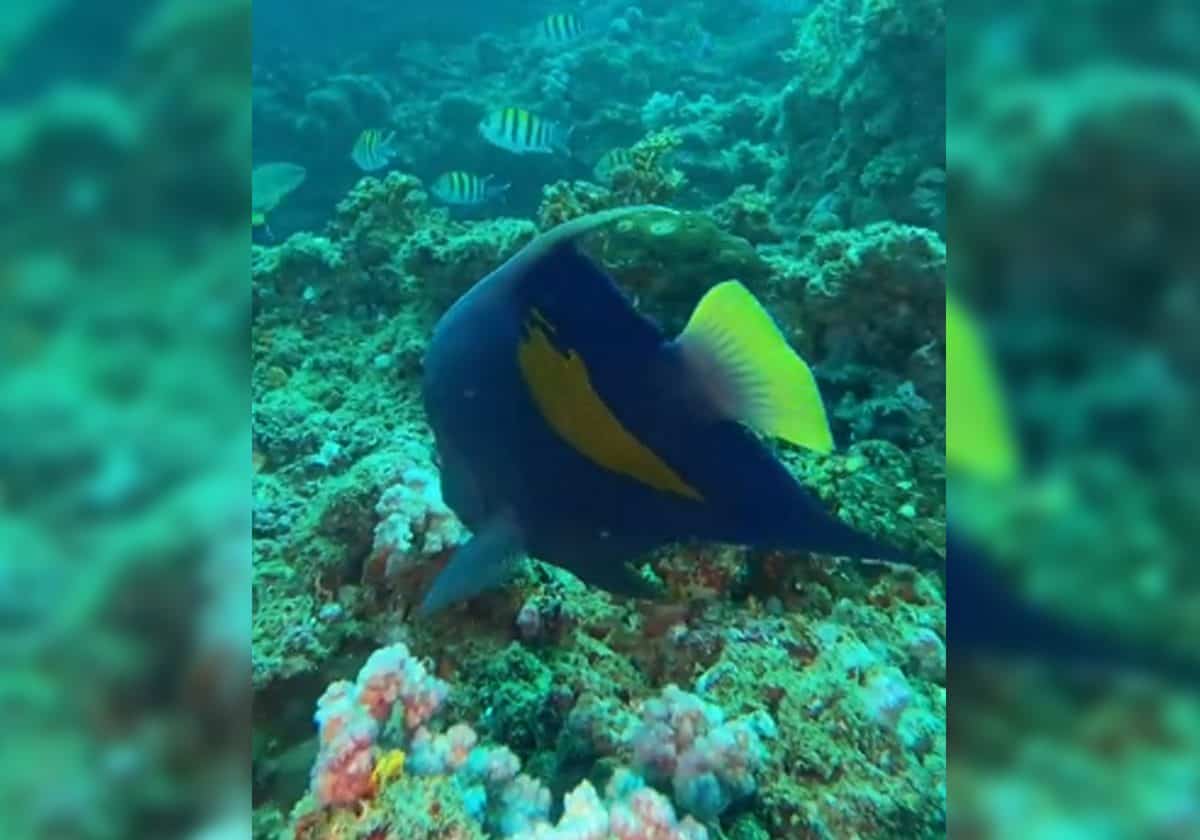 أسراب من السمك في أعماق قريات العمانية تسحر أحد هواة الغوص