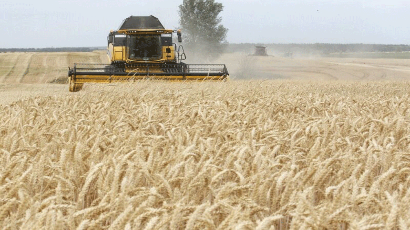 تعفن القمح في أوكرانيا
