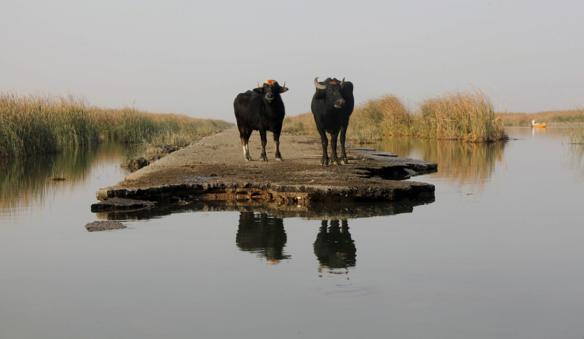 جفاف الأهوار في العراق