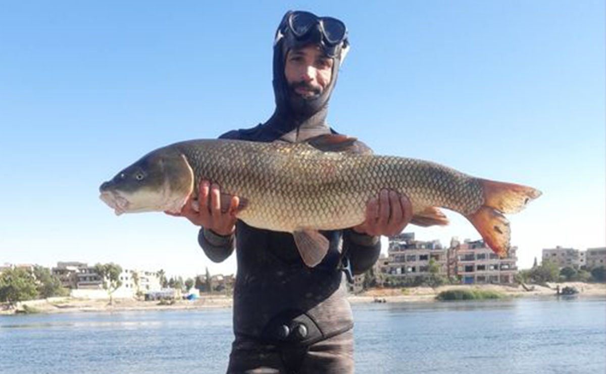 خيرات نهر الفرات.. صياد سوري يمسك بسمكة ضخمة (شاهد)