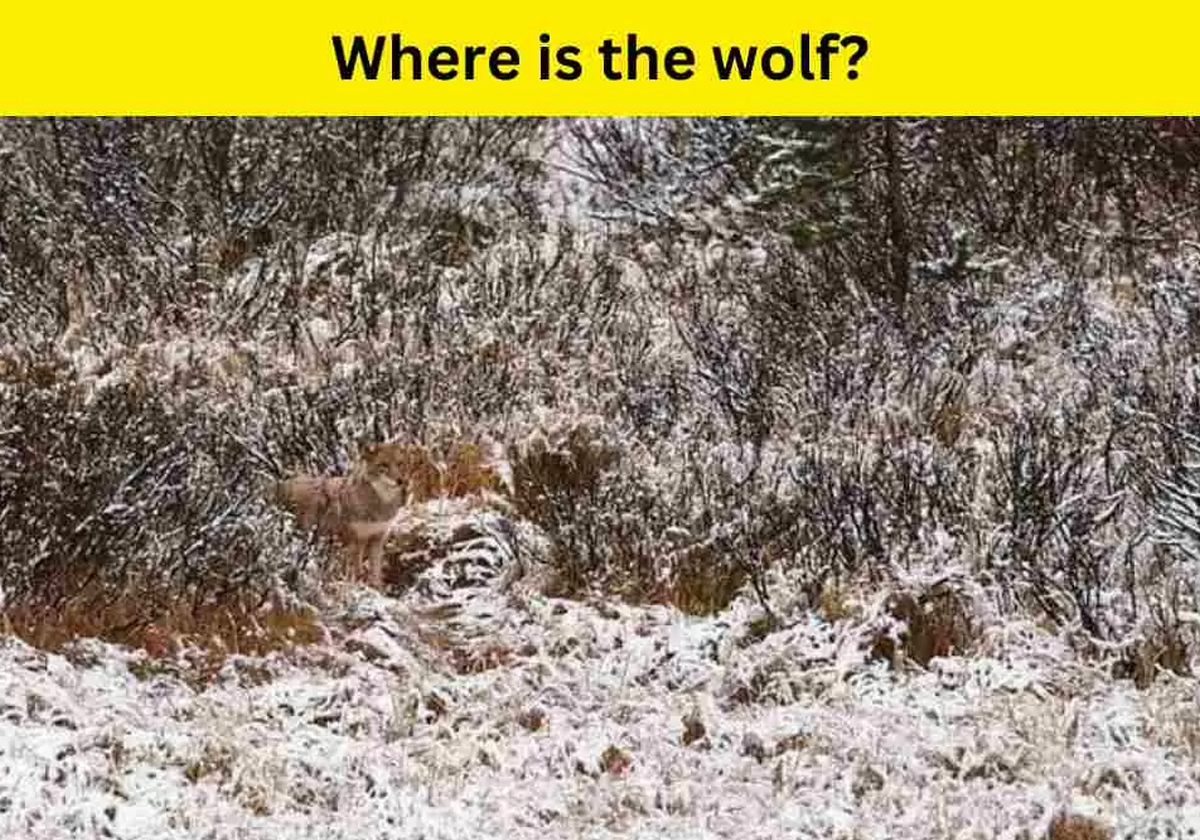 في الصورة ذئب مختبئ.. لديك عيون صقر إذا اكتشفته في 8 ثوان