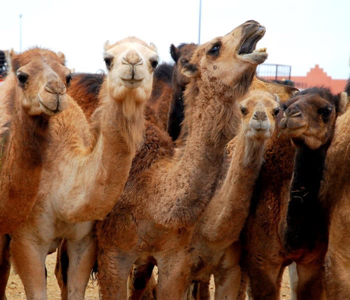 فيروس كورونا المسبب لمتلازمة الشرق الأوسط التنفسية فيروس حيواني المصدر