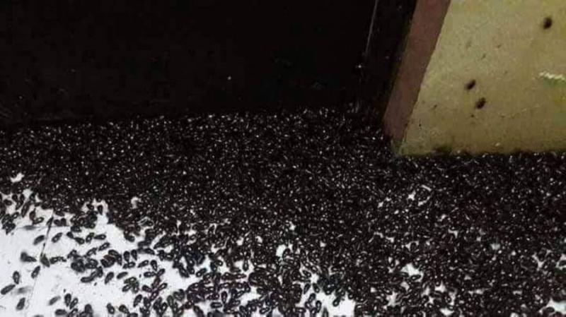 أسراب من الحشرات تغزو منازل المواطنين