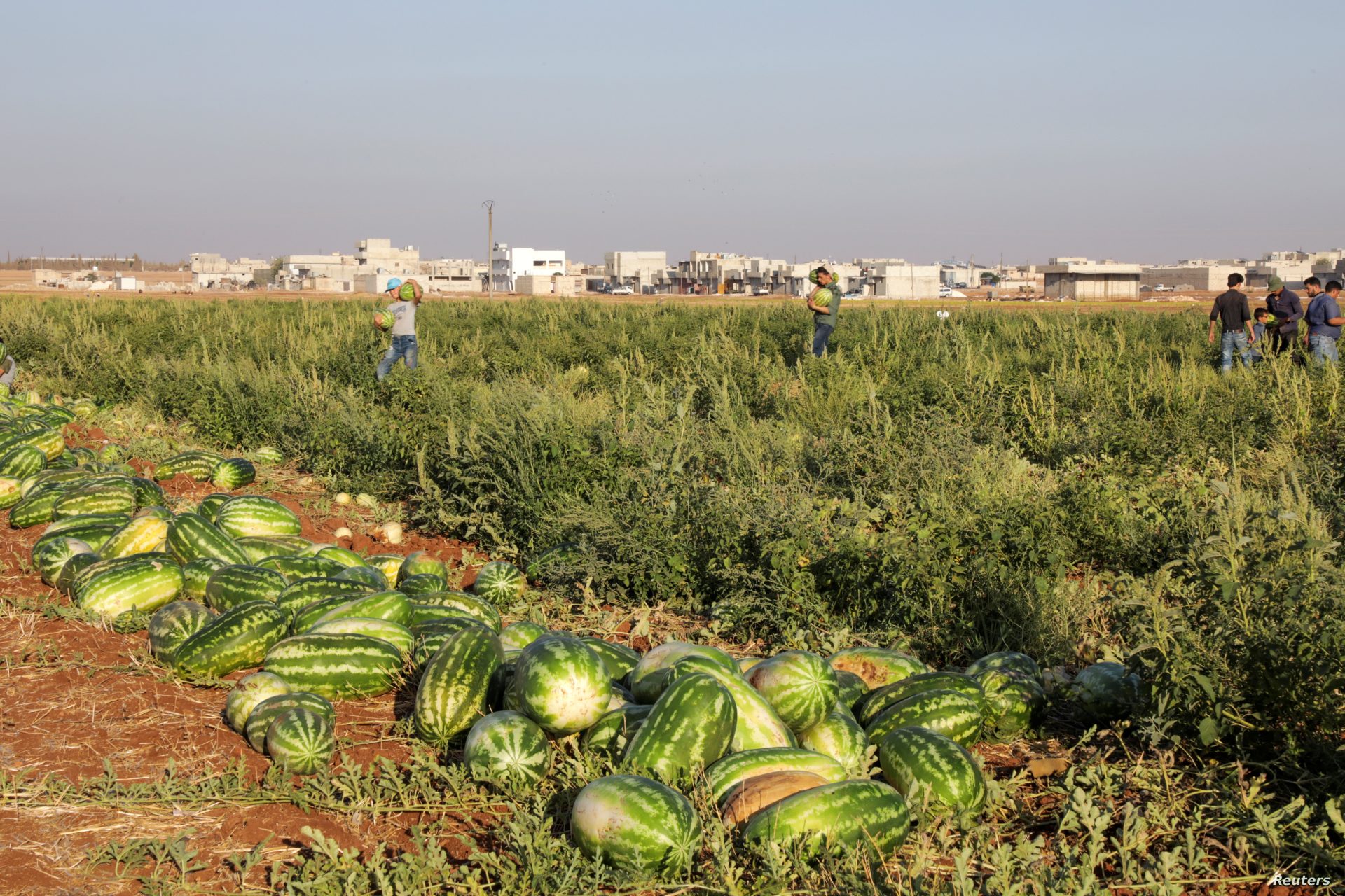 البطيخ الملوث في المغرب