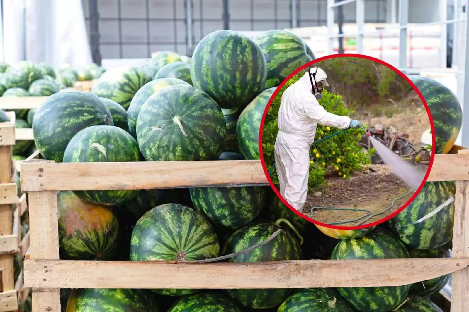 البطيخ الملوث في المغرب