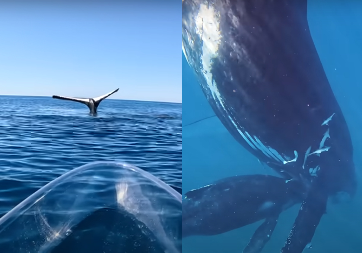 تصرف مذهل لحوت أحدب حير العلماء.. مُلتقط الفيديو تفاجأ وأصيب بالذعر