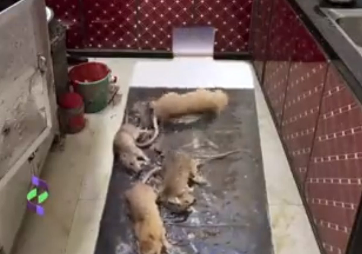 فيديو صادم ومقزز لفئران مهولة في أحد مطابخ نيجيريا