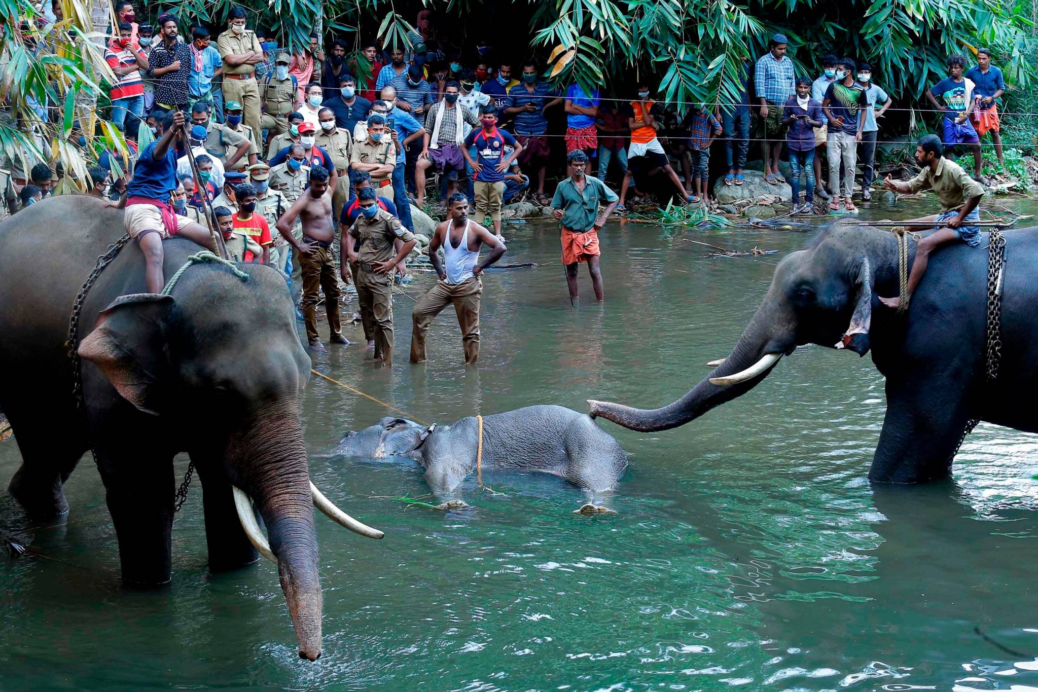 موت الأفيال في الهند