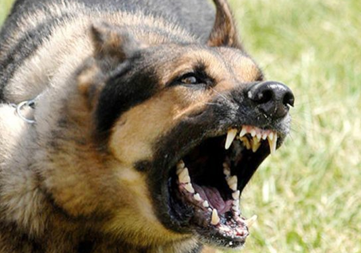 الكويت.. شخص "بدون" يطلق كلابا شرسة على رجال الشرطة لمنع اعتقال صديقه