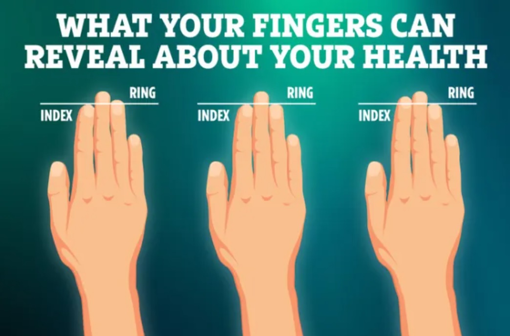 يشير طول أصابعك إلى مخاطر إصابتك ببعض الأمراض