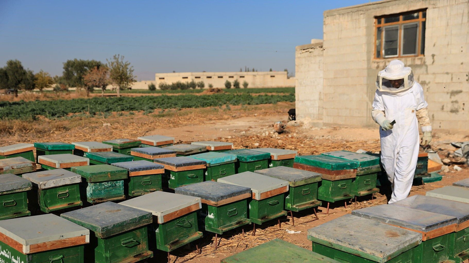 مذيعة تتحدث بمعلومة مثيرة للجدل مفادها أن النحل ظهر للمرة الأولى في سوريا