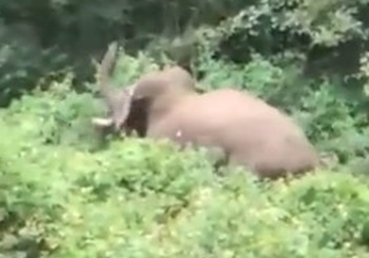 فيديو مرعب لفيل جريح وغاضب يسحق حارس غابة حتى الموت!