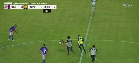 كلب يقتحم أرضية ملعب مباراة في الدوري المكسيكي
