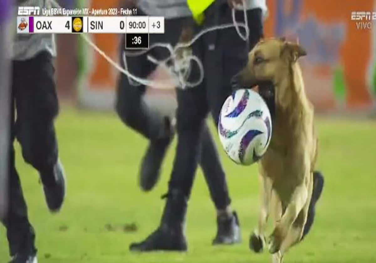 افتحام كلب ملعب مباراة في الدوري المكسيكي