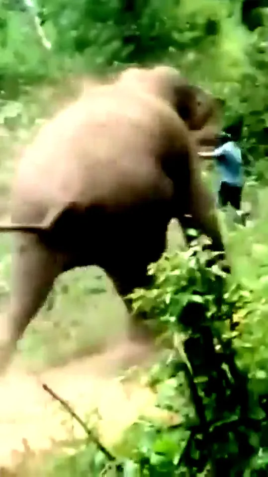 لحظة الرعب التي هاجم فيها الفيل الغاضب حارس الحديقة
