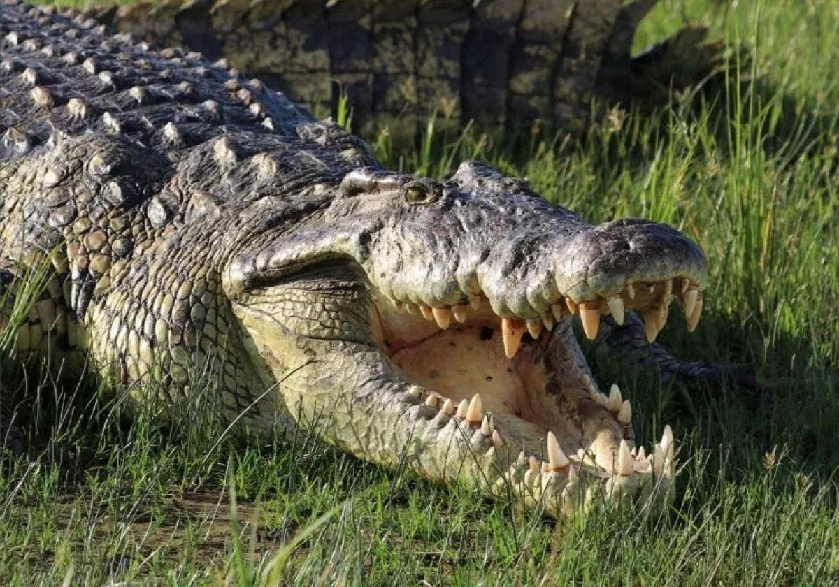 هجوم تمساح ضخم في فلوريدا